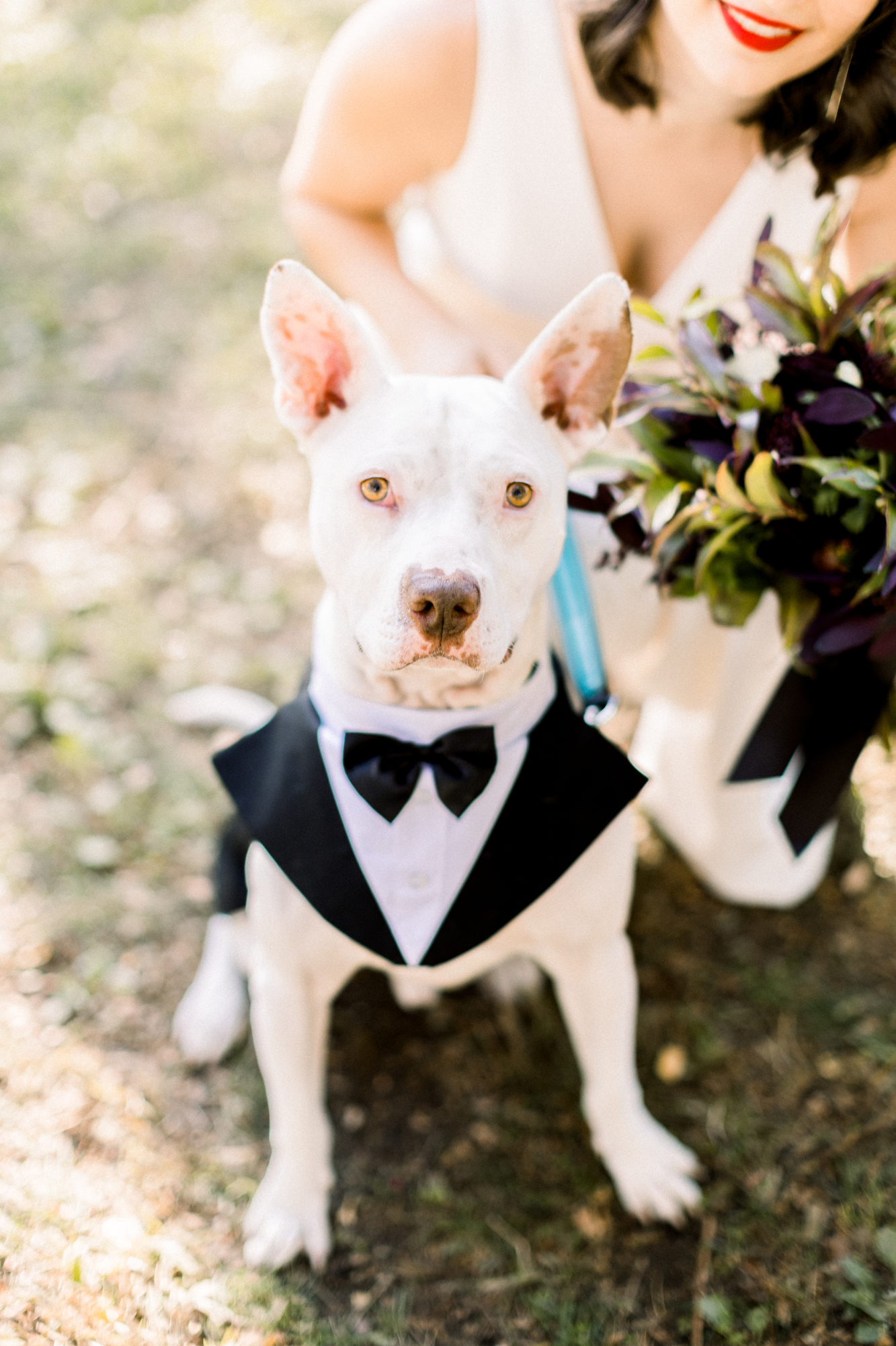 Cute Dog wedding photos in NYC