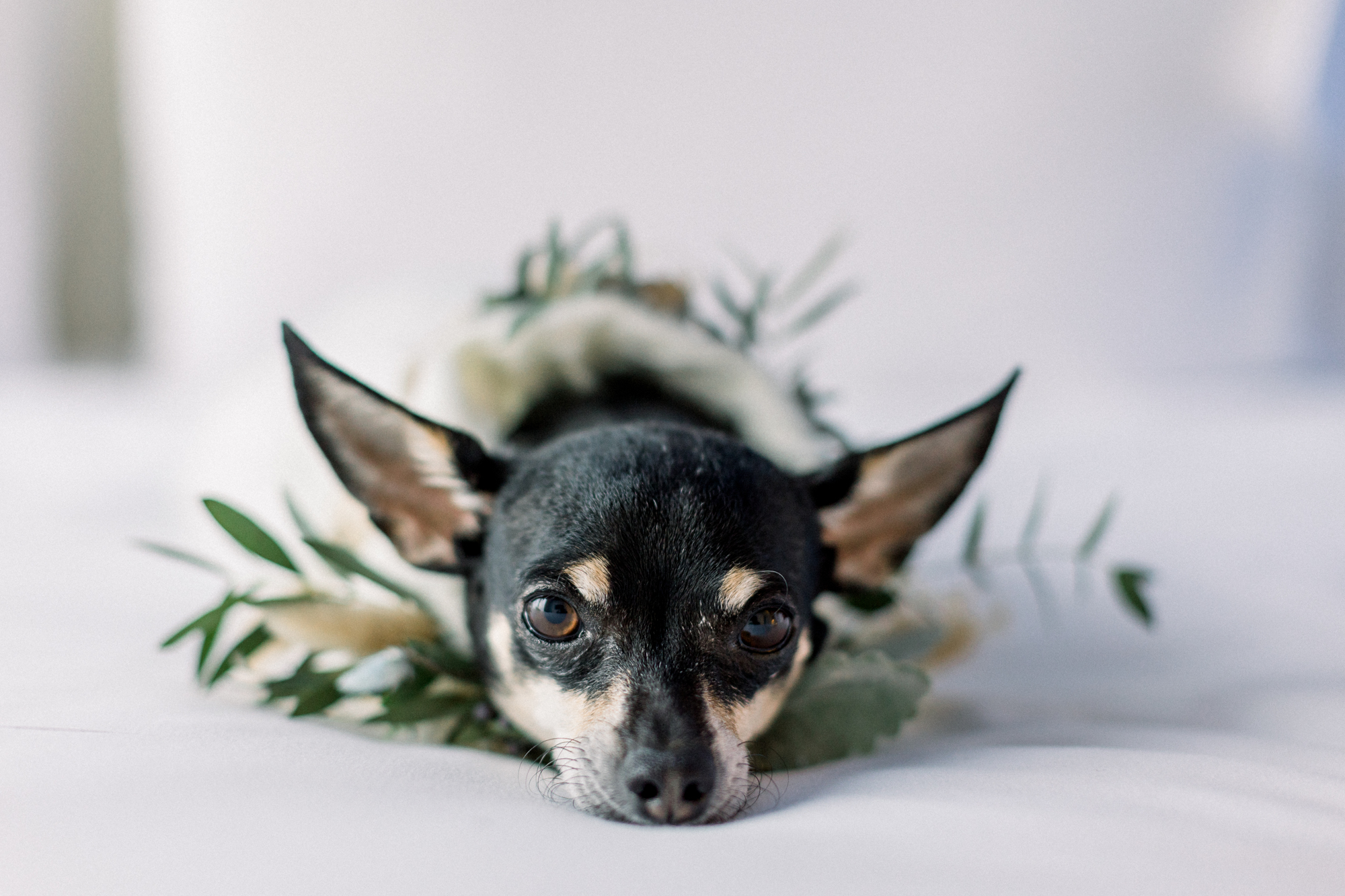 Cute and fun Wedding Photos with Dogs