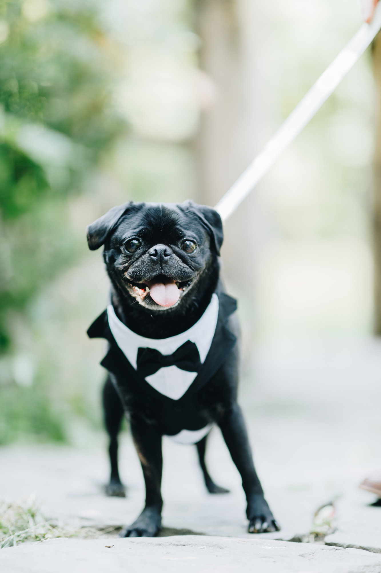 Inspirational Dog wedding photos in NYC