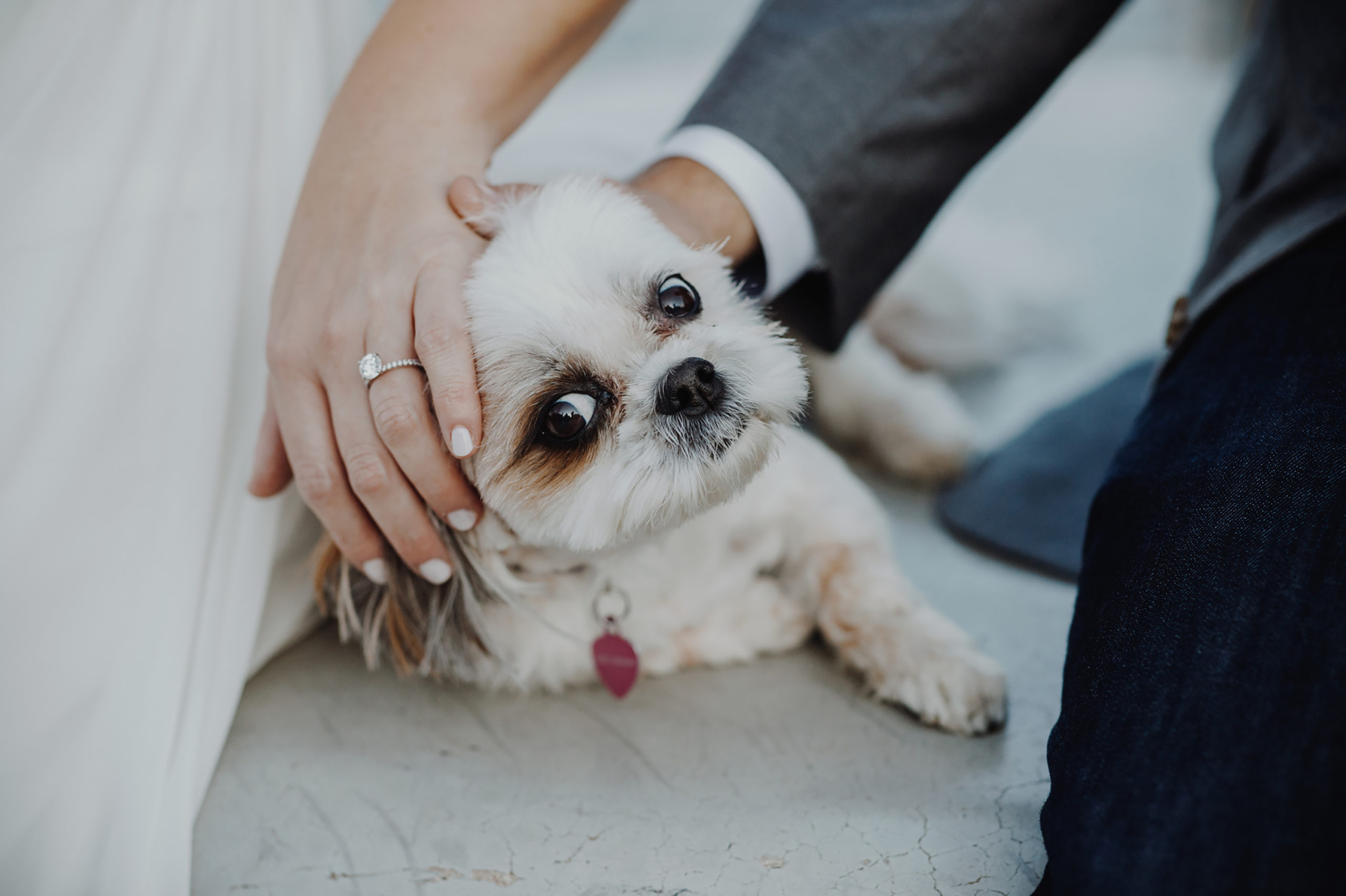 Pretty Wedding Photos with Dogs