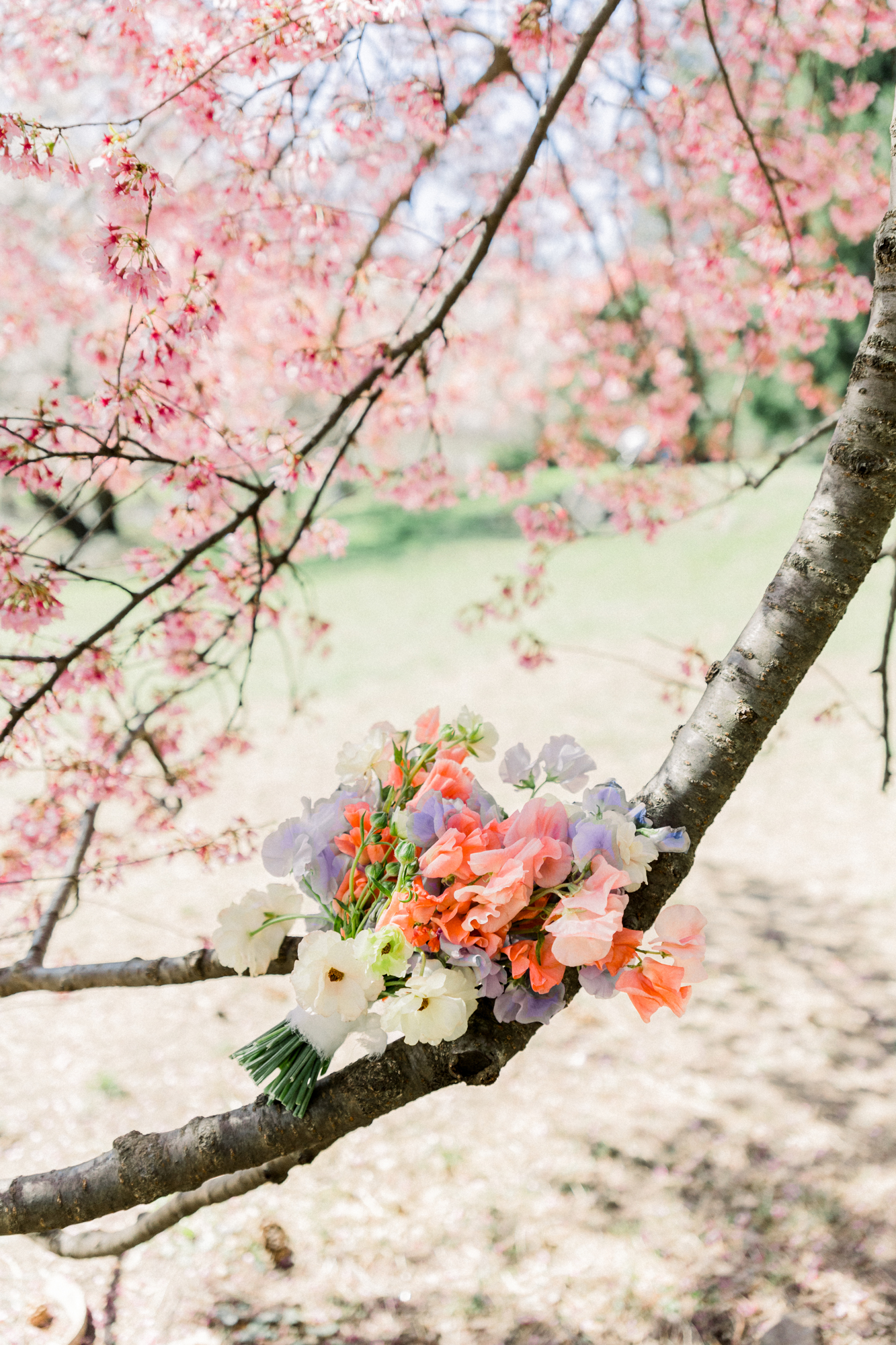 Beautiful Spring Bow Bridge Wedding in Central Park Among the Cherry Blossoms