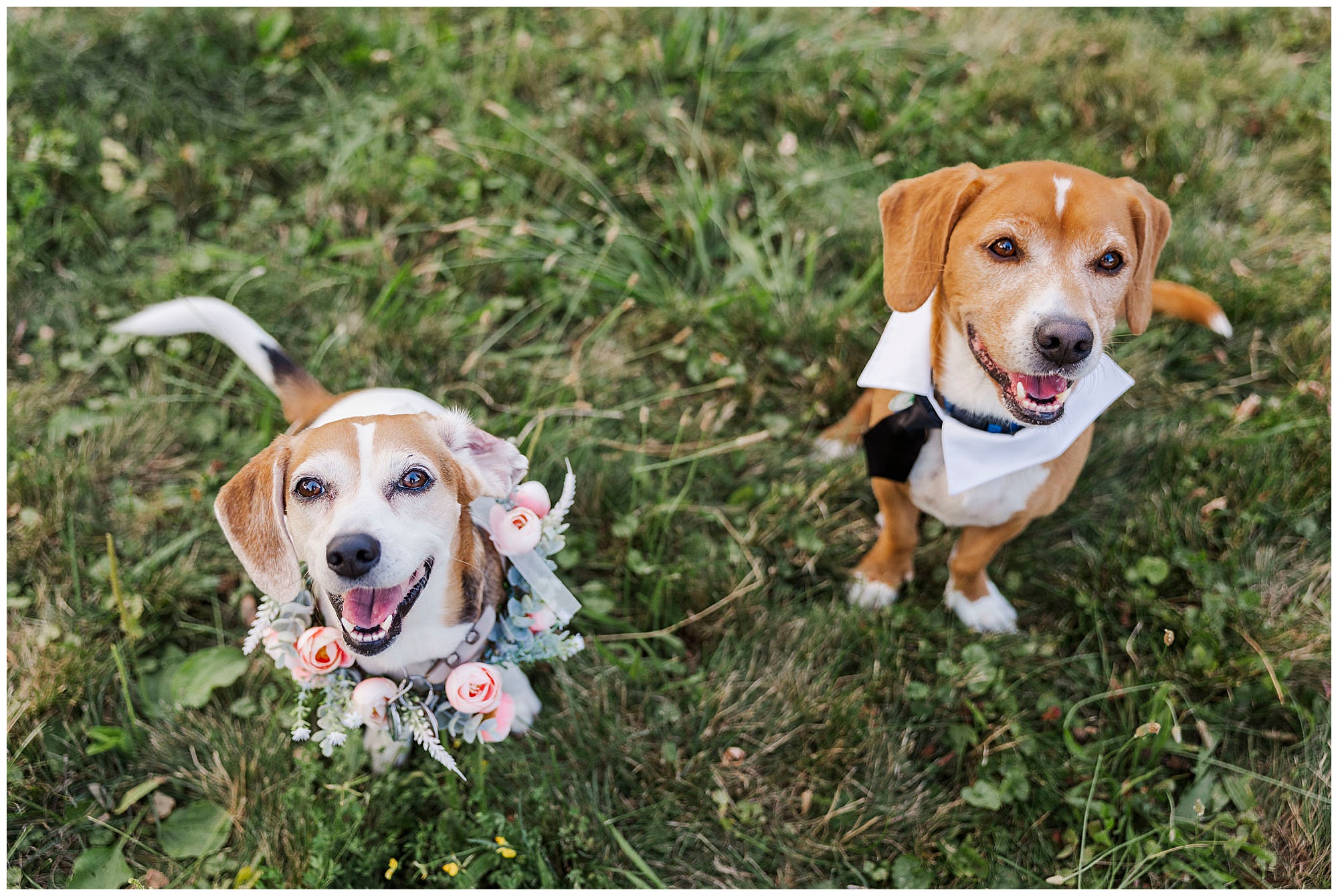 Special backyard wedding in the catskills