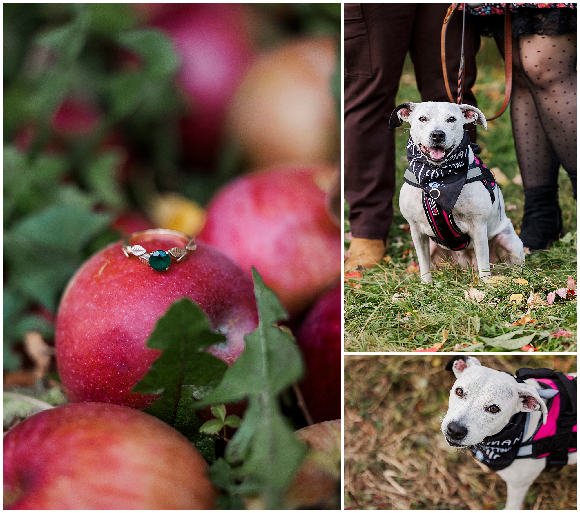 Wonderful apple picking engagement photos in hudson valley