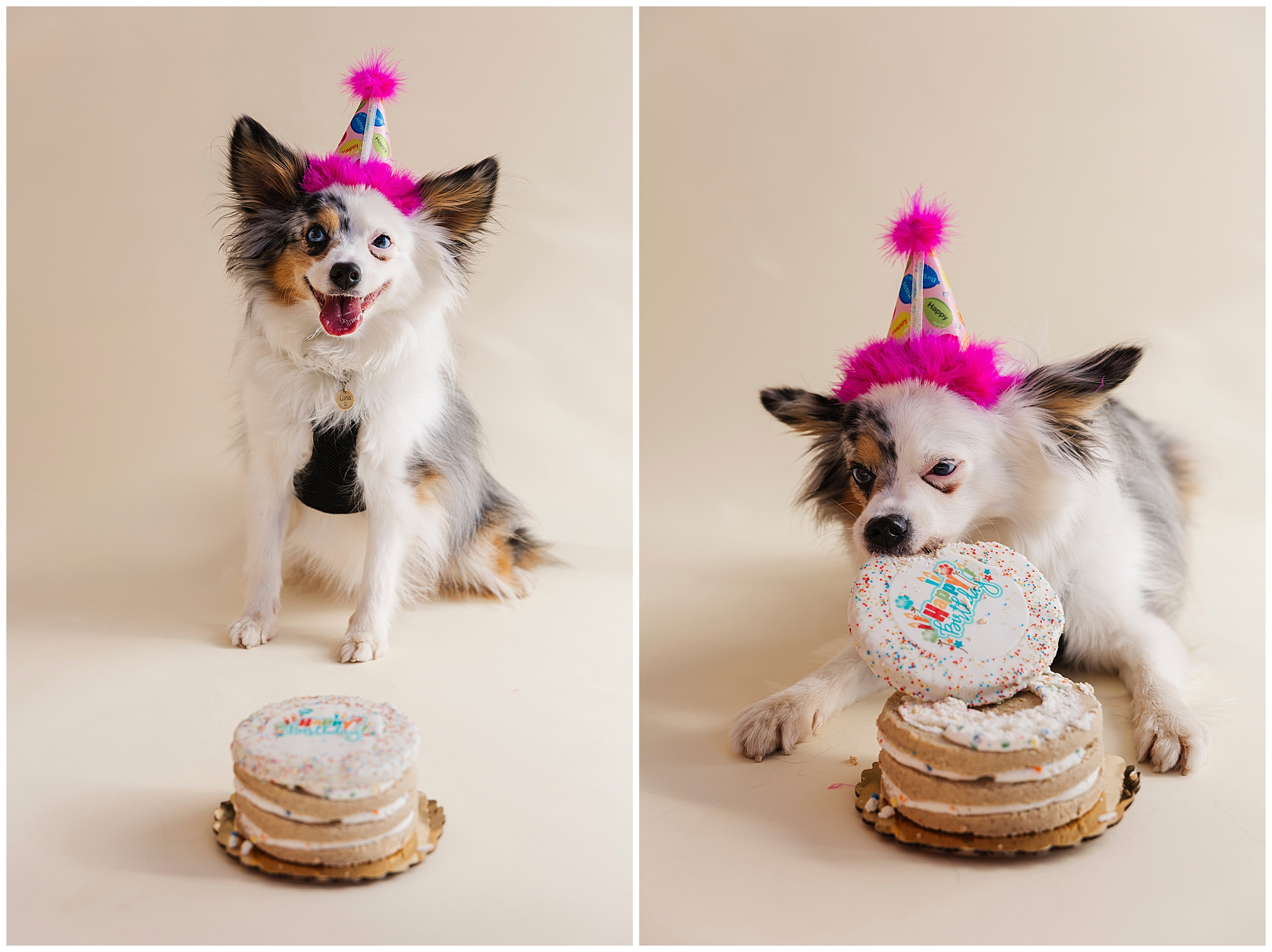 Fun Hudson Valley pet photography