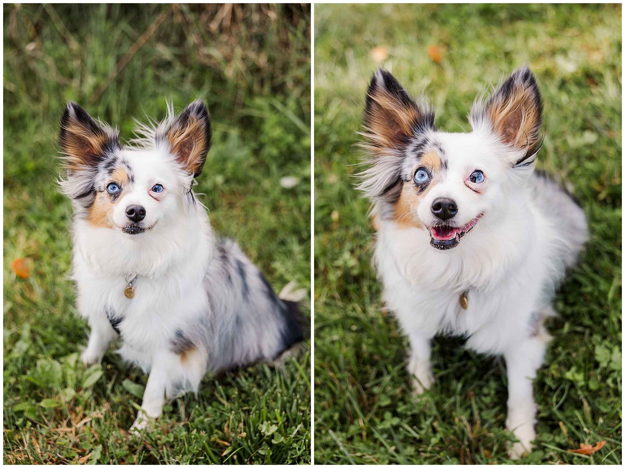 Best Hudson Valley pet photography