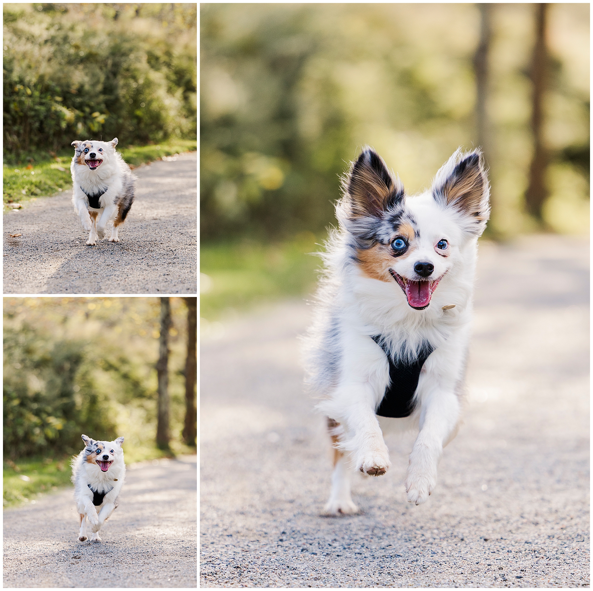 Professional Hudson Valley pet photography