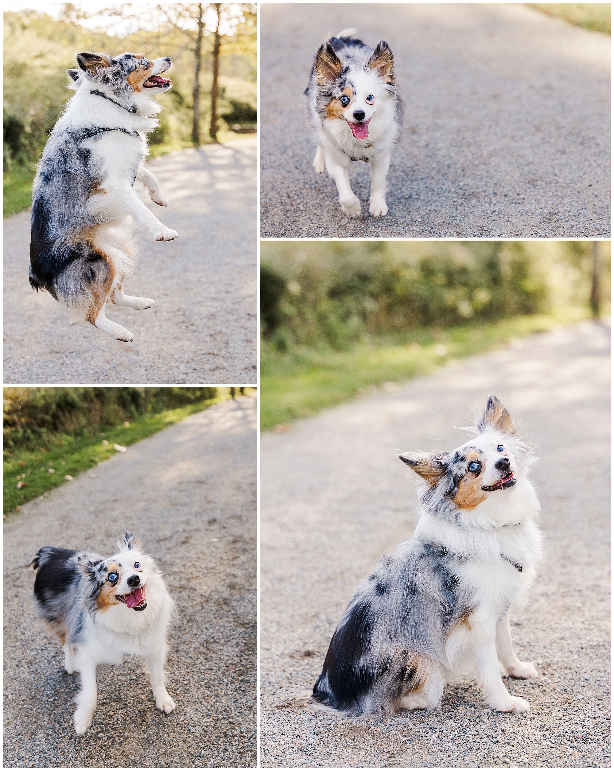 Awesome Hudson Valley pet photography