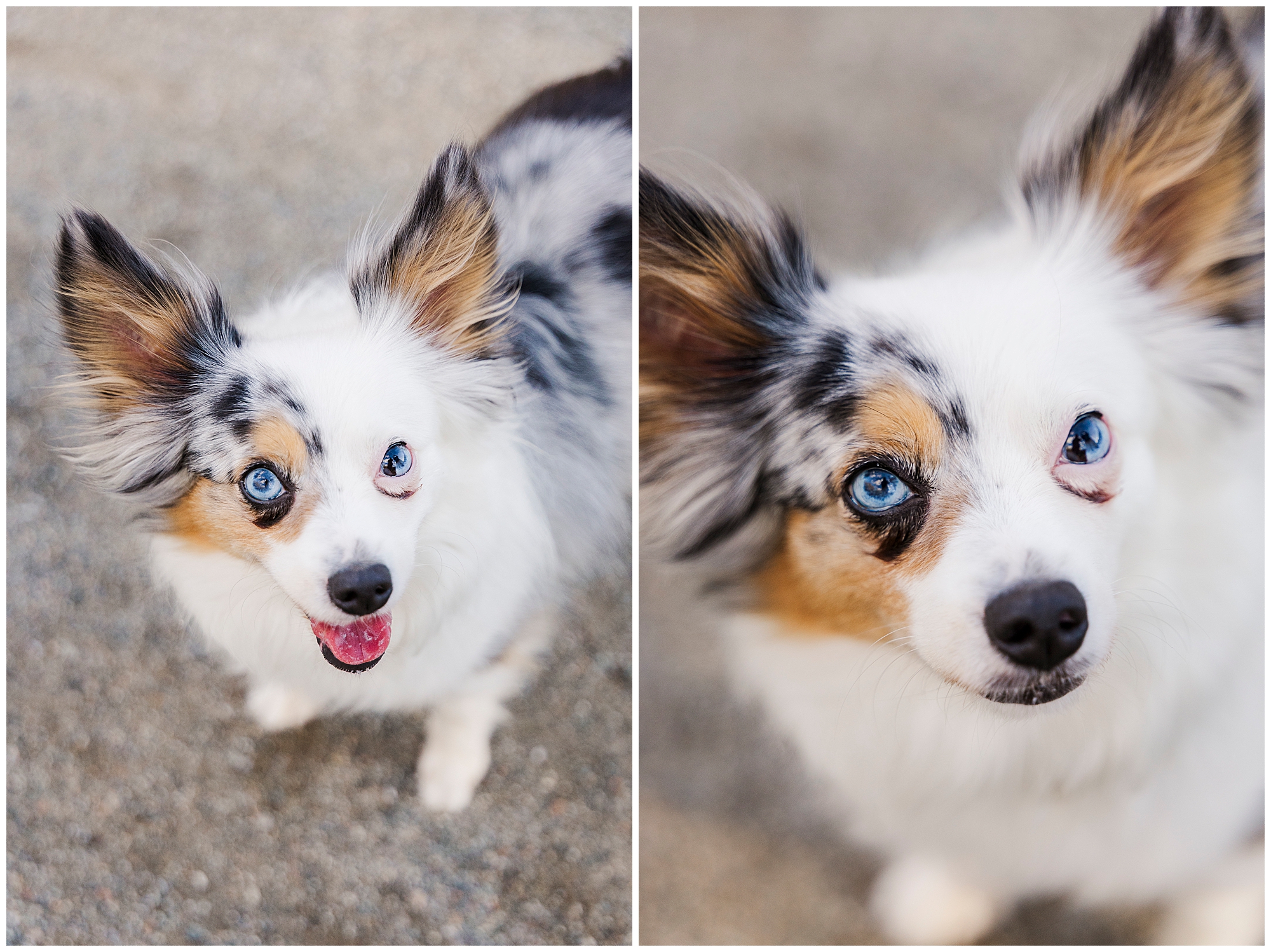 Playful Hudson Valley pet photography