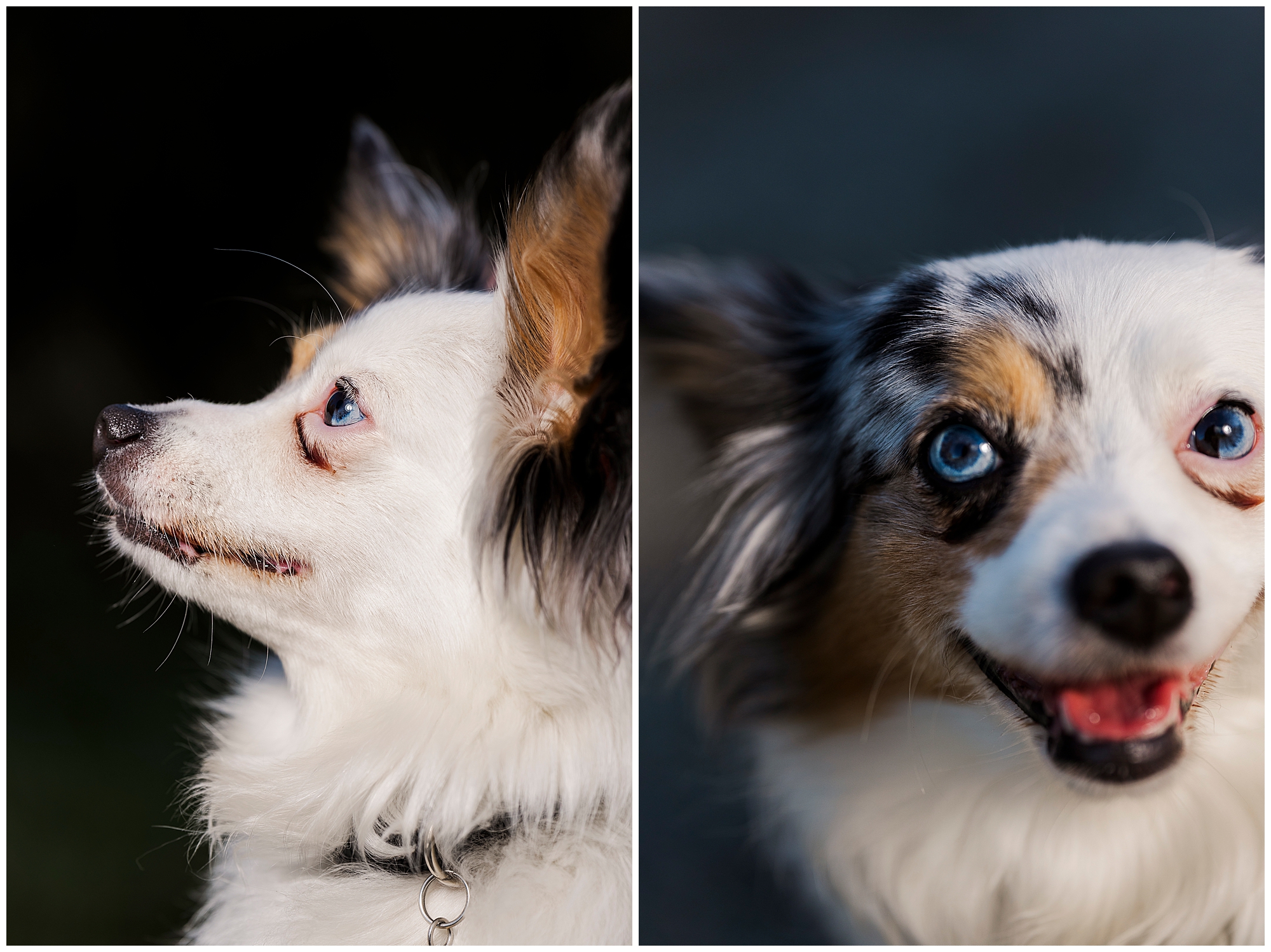 Wonderful Hudson Valley pet photography