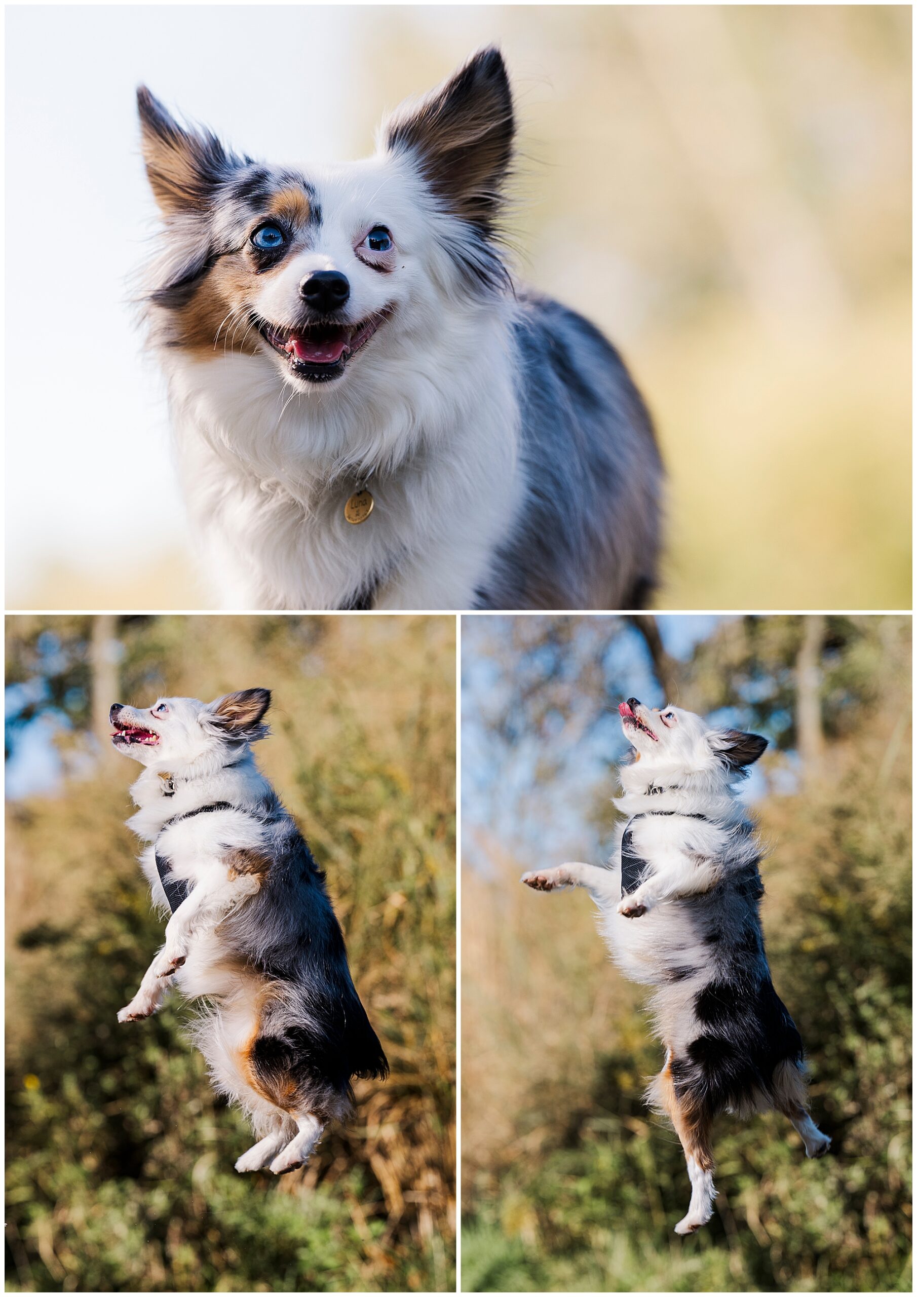 Sweet Hudson Valley pet photography