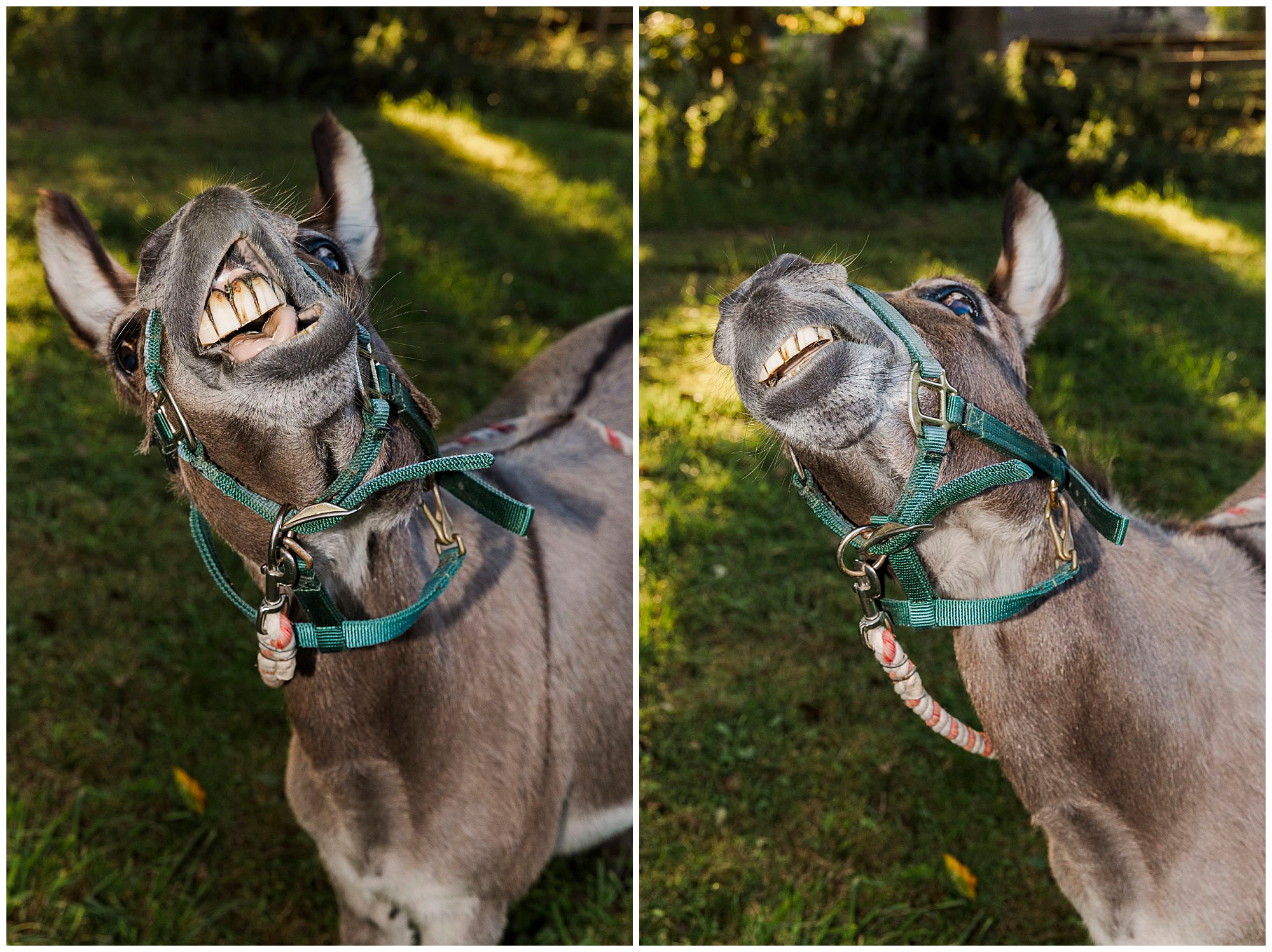 charming Hudson Valley pet photo shoot