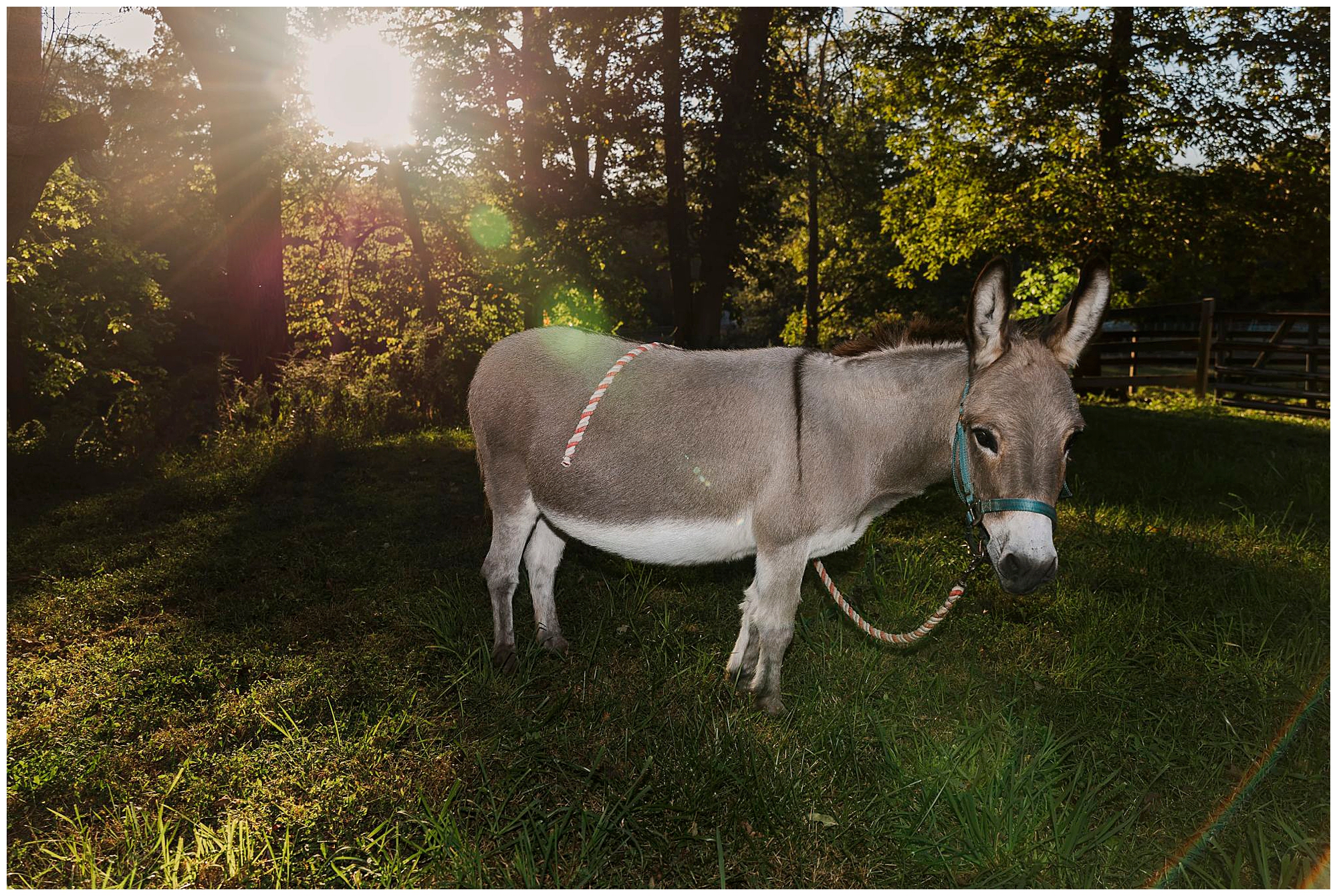 playful Hudson Valley pet photo shoot