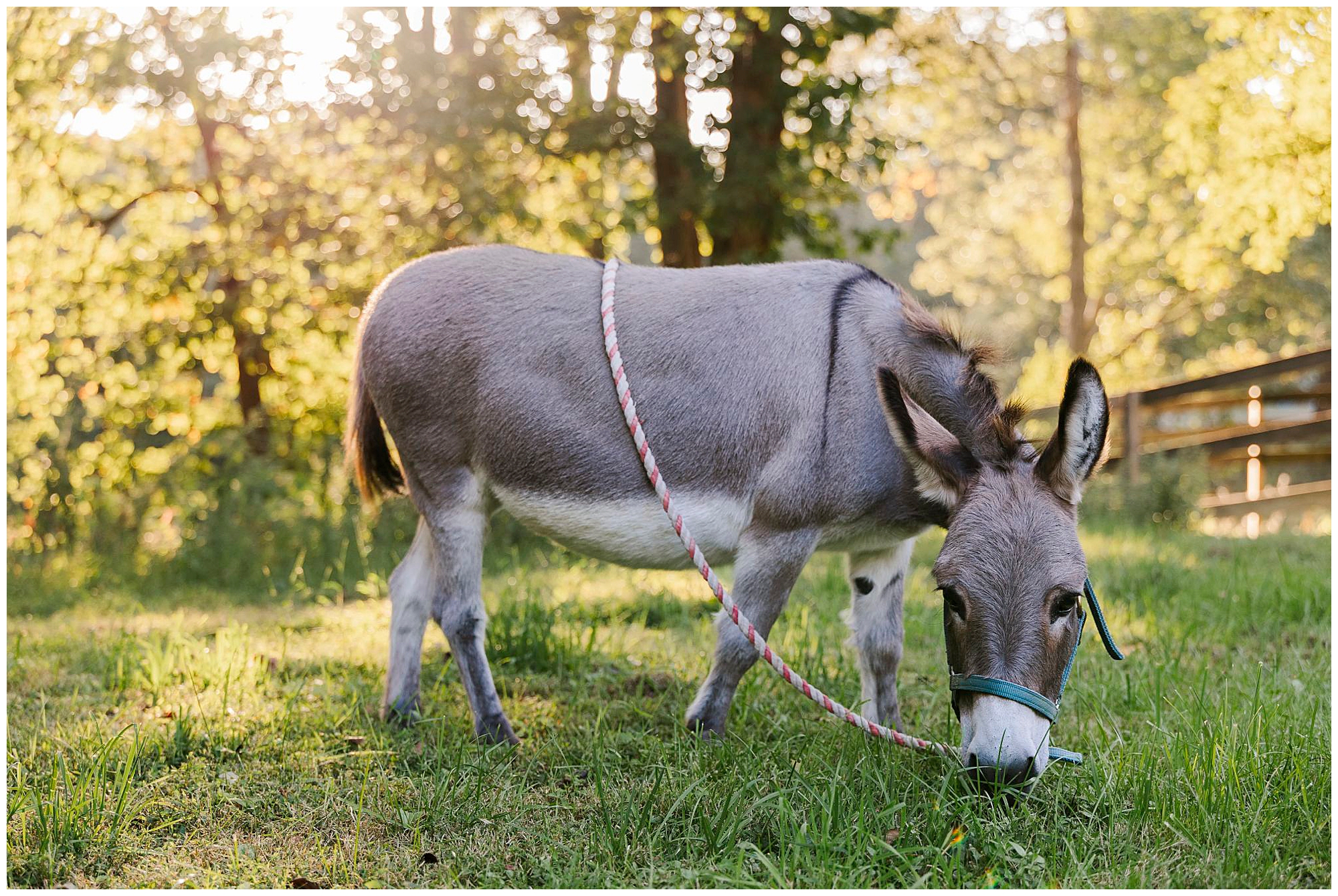 lovely Hudson Valley pet photo shoot