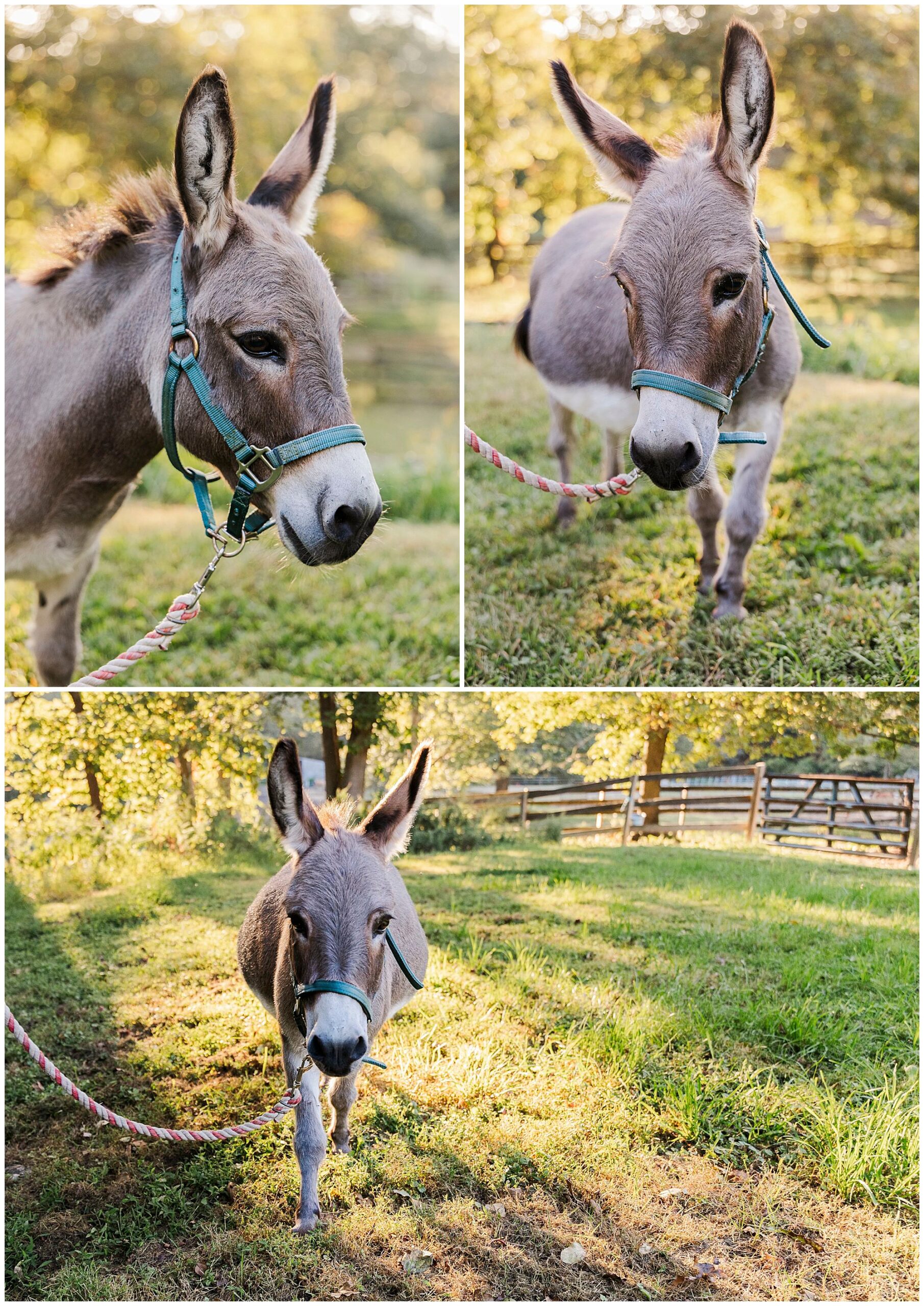unique Hudson Valley pet photo shoot