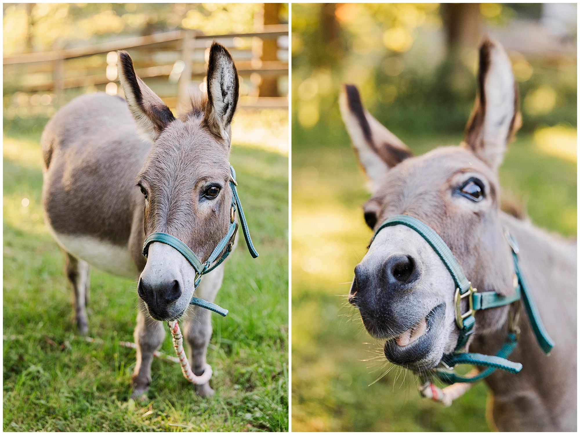 authentic Hudson Valley pet photo shoot