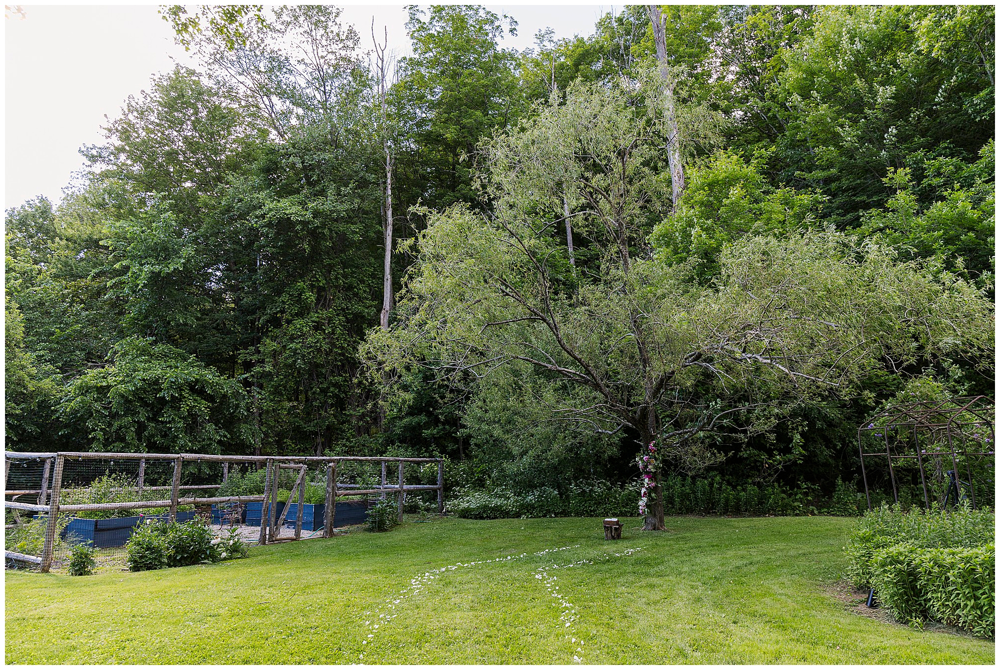 A lush backyard perfect for an Airbnb micro wedding, featuring a large central tree, green grass, a wooden fence on the left, and dense trees in the background beneath a lightly clouded sky. A curved path of white petals graces the lawn.