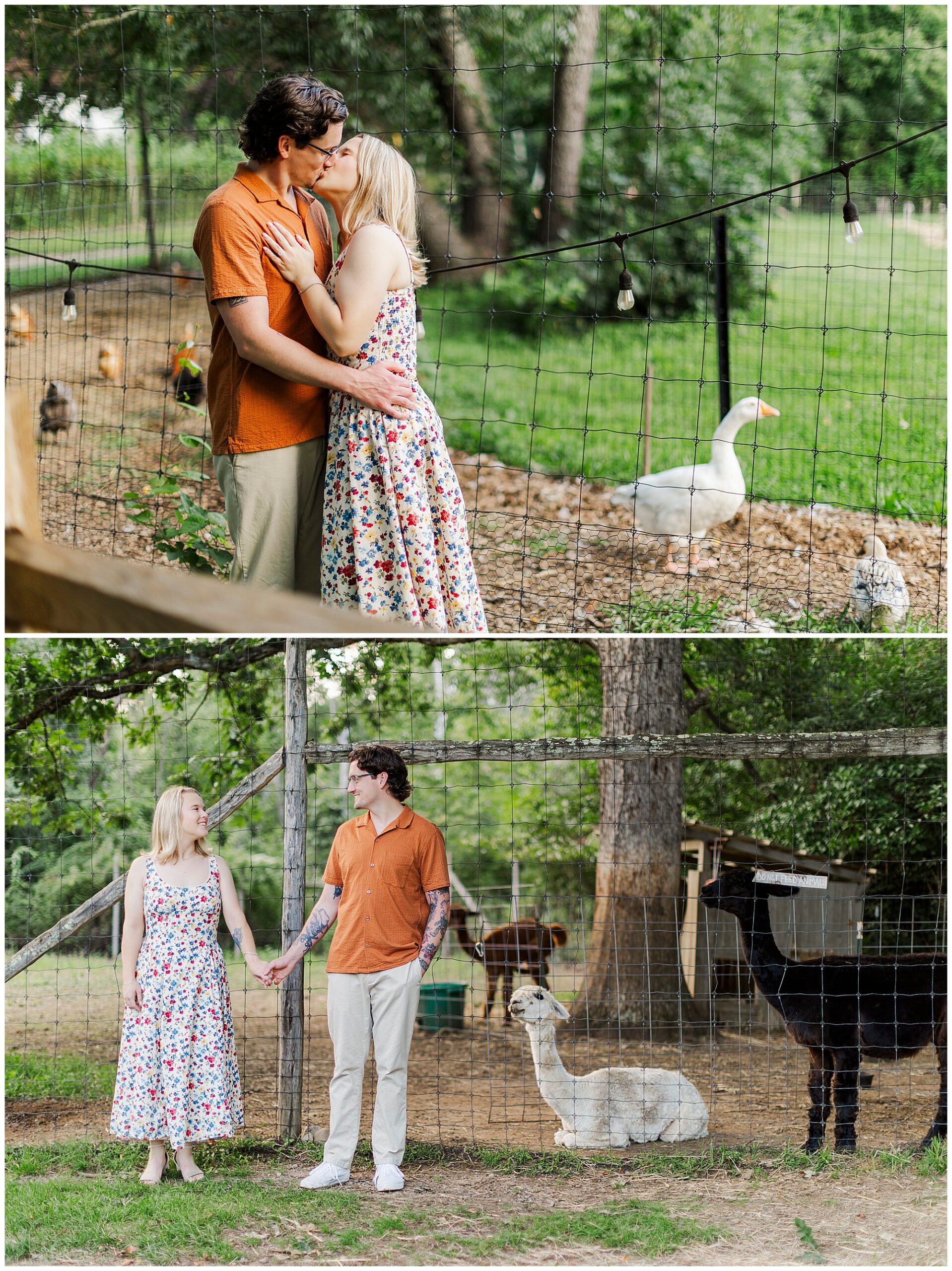 Couple in colorful summer outfits poses affectionately by a farm fence, with ducks, chickens, alpacas and goats behind them.