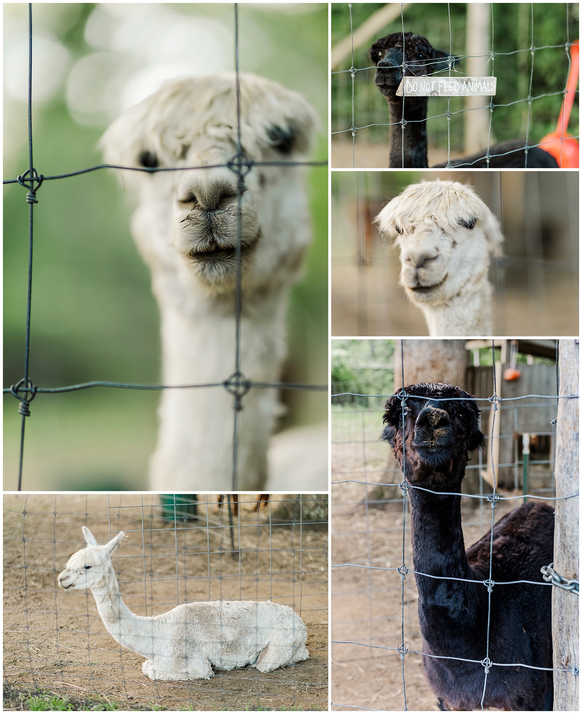 Collage of alpacas behind wire fences, with close-ups of their faces, one lying down and one beside a sign reading Do Not Feed Alpaca.